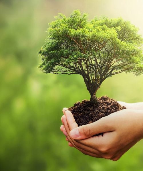 hand holding tree on blur green nature background. concept eco earth day